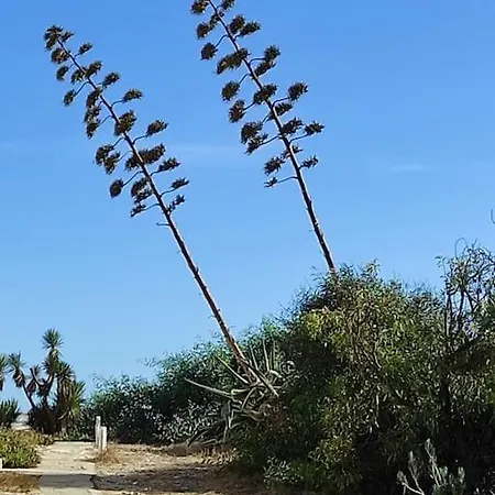 公寓 Au Coeur D'olhao